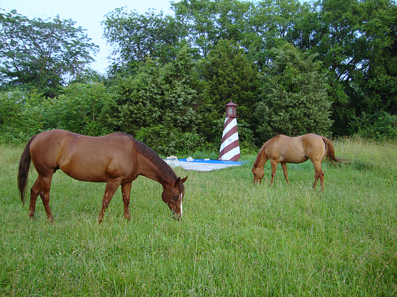 Therapeutic sensory trail - could be  Chincoteague!