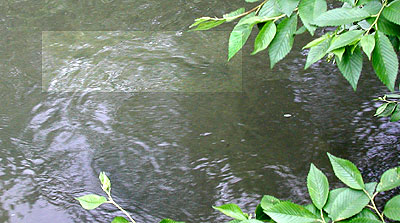trout underwater