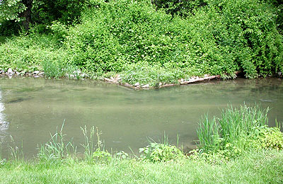 falling springs trout stream