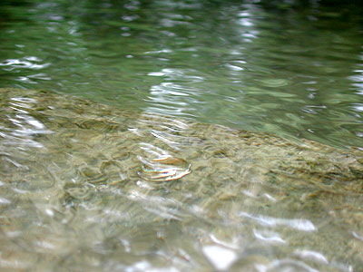 trout wedding ring on limestone ledge