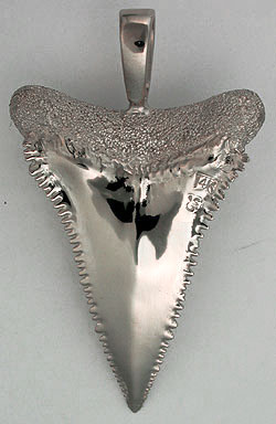 back side great white shark tooth