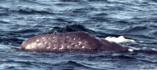 baby whale dimples